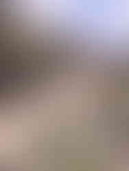 Mules coming down trail at Laguna Humantay