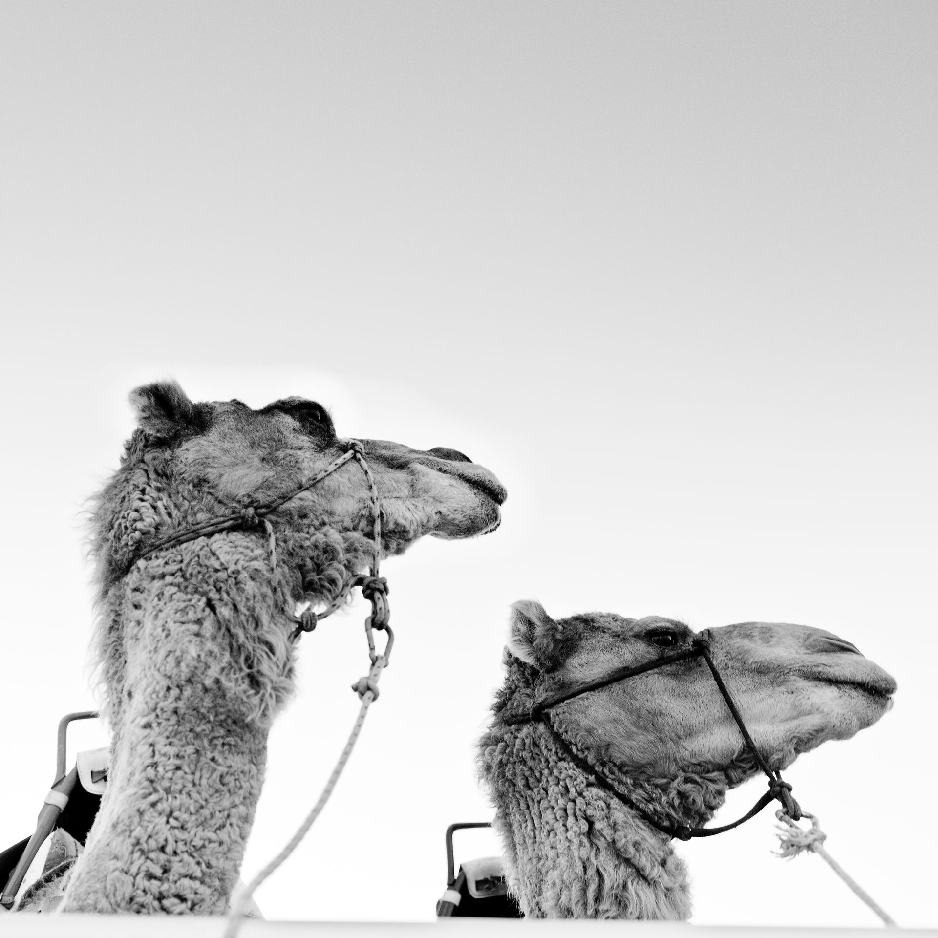 camels