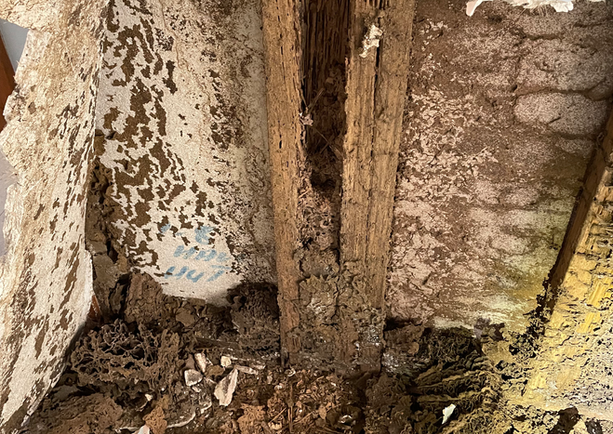 Severe pest damage to wooden structure