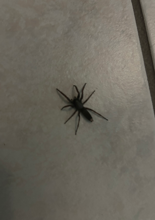 Dark spider on light tile floor