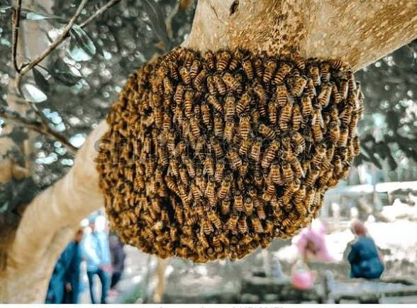Beehive hanging from a tree branch