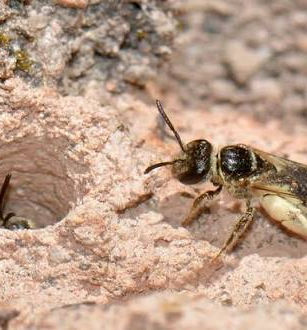Striped bee at the entrance of its ground burrow