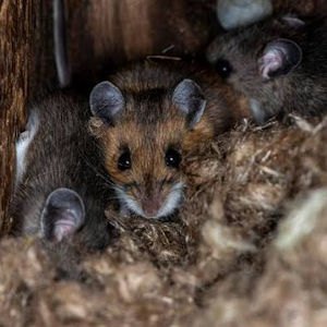 Small brown mice nestled in a soft nest