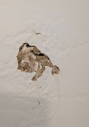 Wall damage and a bedbug