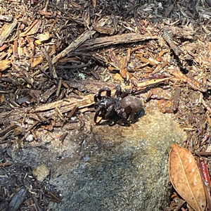 Funnel web spider found today