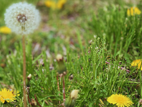 Witch’s Weeding: Letting Go So Love Can Grow