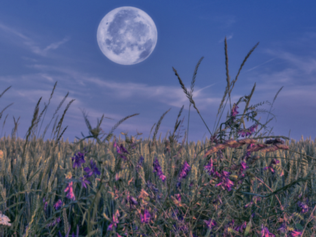 Mid-Year Harvest: Wyrt Moon Herb Magic & Gratitude