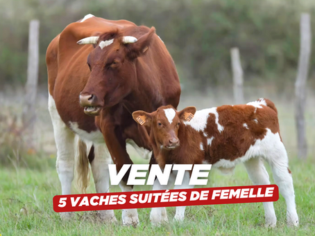 Vente de 5 vaches suitées de femelle