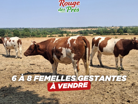6 À 8 FEMELLES GESTANTES À VENDRE