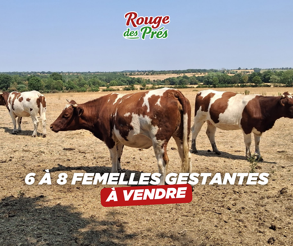 6 À 8 FEMELLES GESTANTES À VENDRE