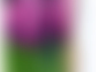 BỎ TÚI 8 THÔNG ĐIỆP Ý NGHĨA TỪ HOA TULIP