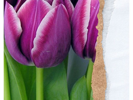 BỎ TÚI 8 THÔNG ĐIỆP Ý NGHĨA TỪ HOA TULIP
