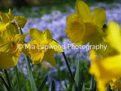 Y1 - Yellow Daffodils