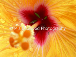 Y3 - Yellow Hibiscus