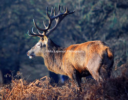 S27 Stag J - camera bag edited