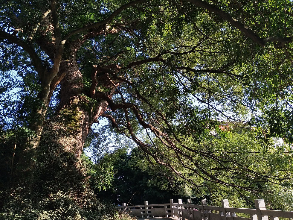 给福建省委统战部雷春美部长的公开信