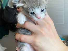 Why Fostering Is a Great Option [Article]