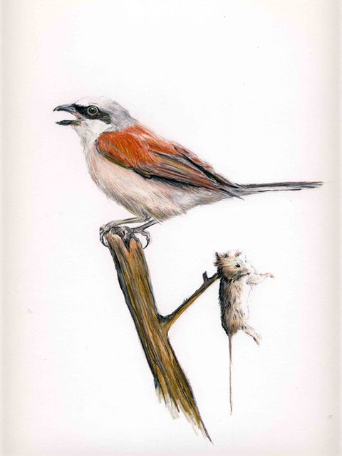 Scientific illustration