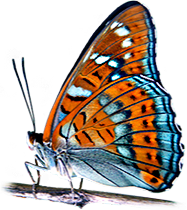 logo (1).png