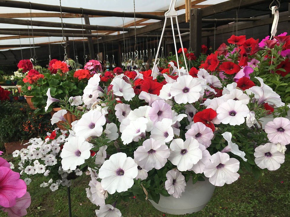 Miniatura: Plantas exterior flor