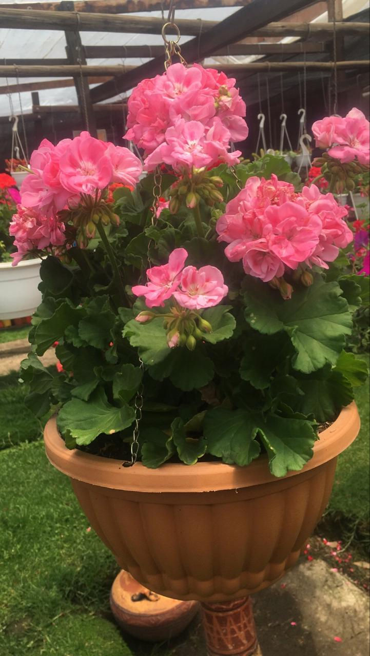 Miniatura: Plantas exterior flor