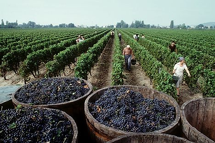 vino tinto y sus virtudes