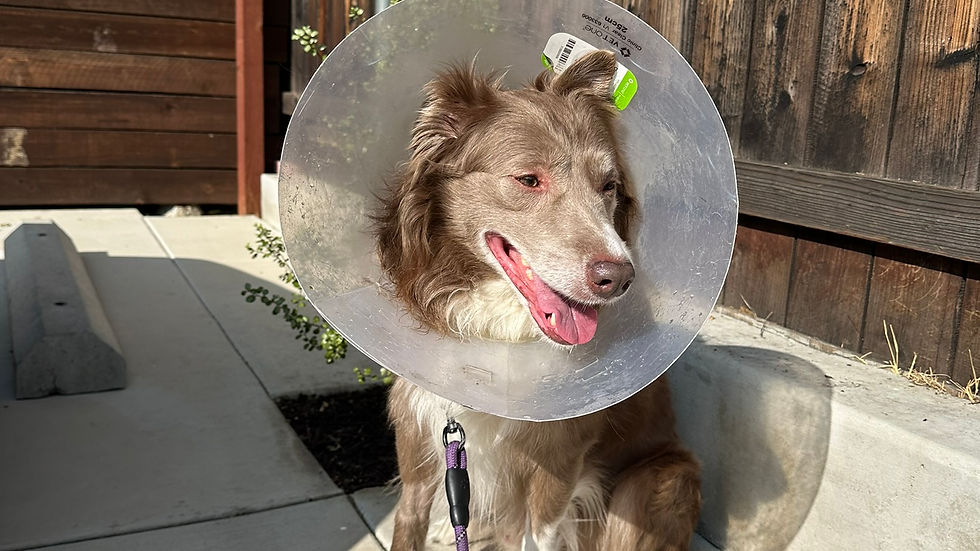 Brown and white dog wearing a cone sits on a concrete path in a sunny yard with a wooden fence, looking content. Purple leash attached.
