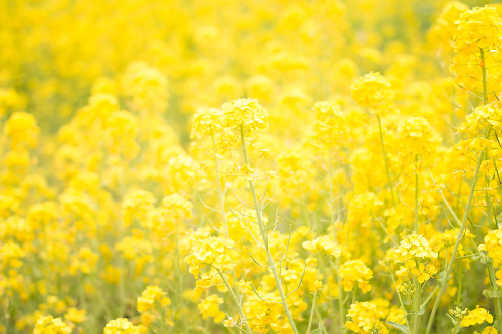 tomoko-uji-lU7edrONeqk-unsplash.jpg