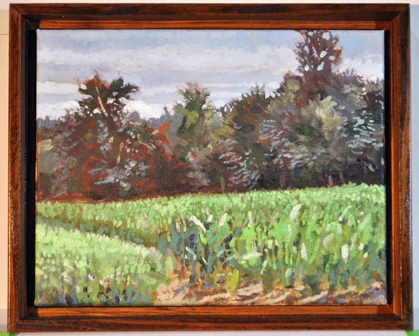 July Cornfield - Crescent Lake.jpg