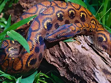 Rainbow-Boa-2.webp