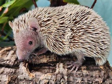 tenrec.jpg