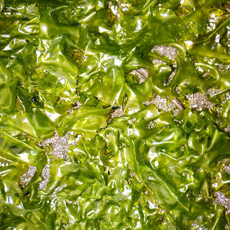 Sea lettuce, or Ulva species