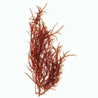  Ogo or Gracillaria species seaweed