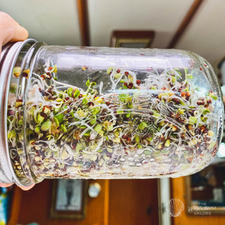 Sprouts in the galley