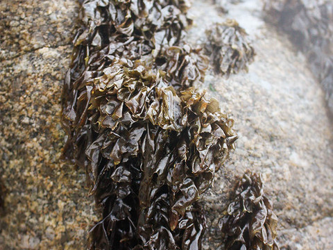 Nori or Pyropia species seaweed