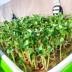 Growing Microgreens On A Boat