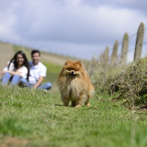Estudio de preboda con sus mascotas 