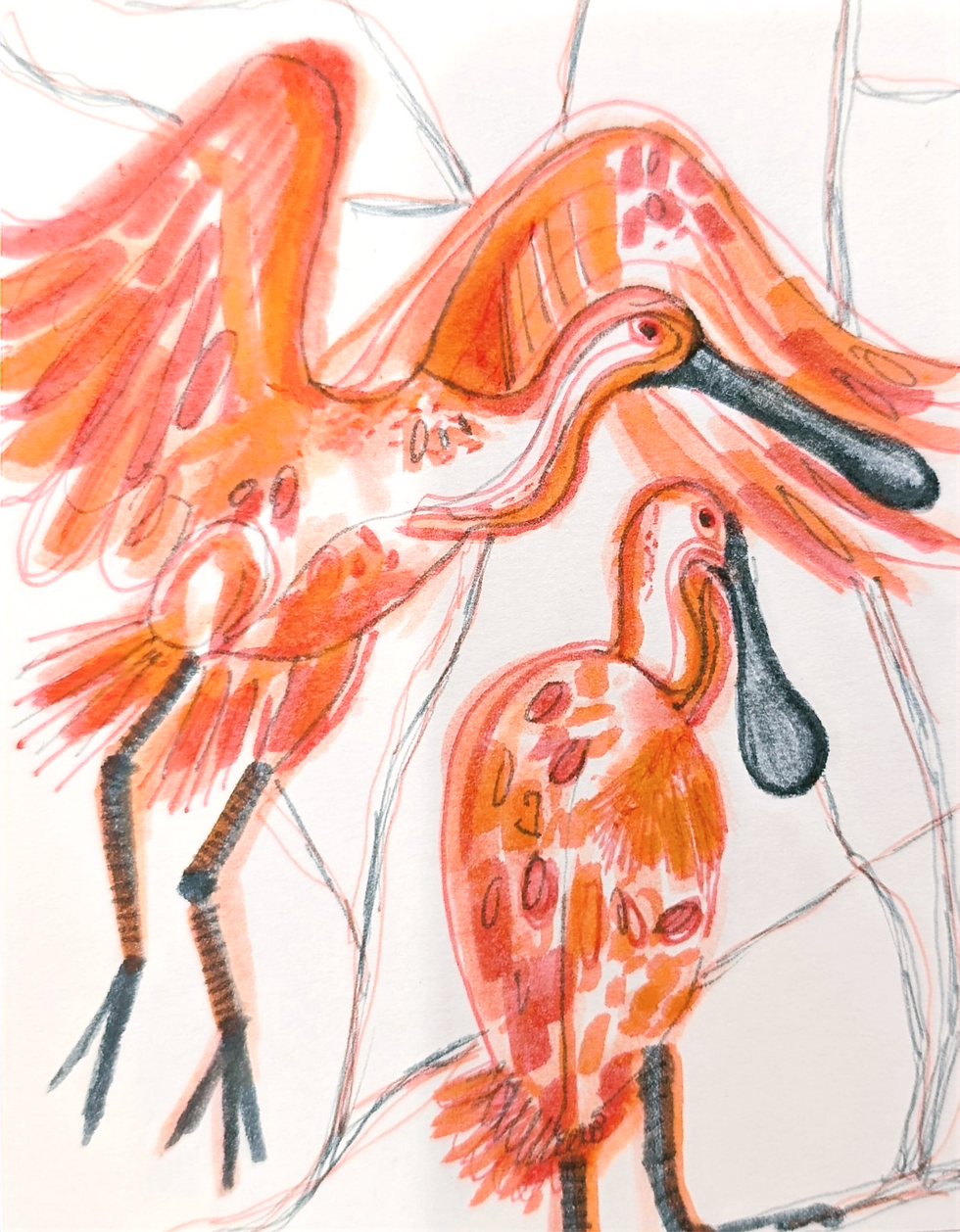 Spoonbills