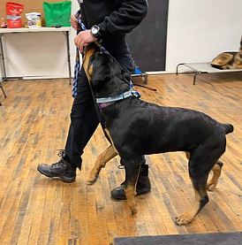 Advanced Obedience at T.HarrisK9