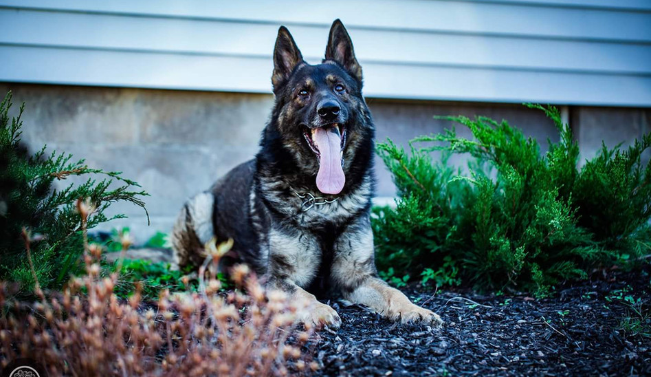 Black Dynasty Kennels Buffalo, NY T. Harris K9