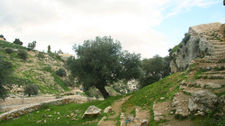 A gnarled olive tree stands against a stone wall, with a bright blue sky in the background, conveying a serene, natural scene.