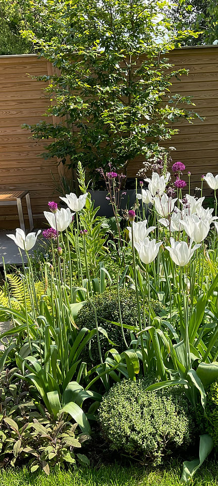 GPS portrait TULIPS 1080px.jpg