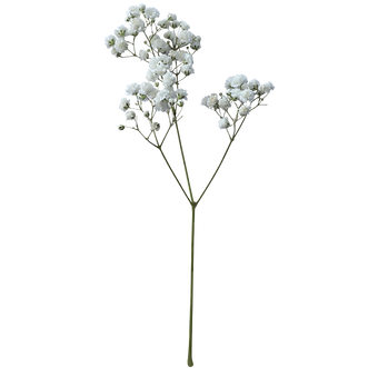 Untitled design (2).png