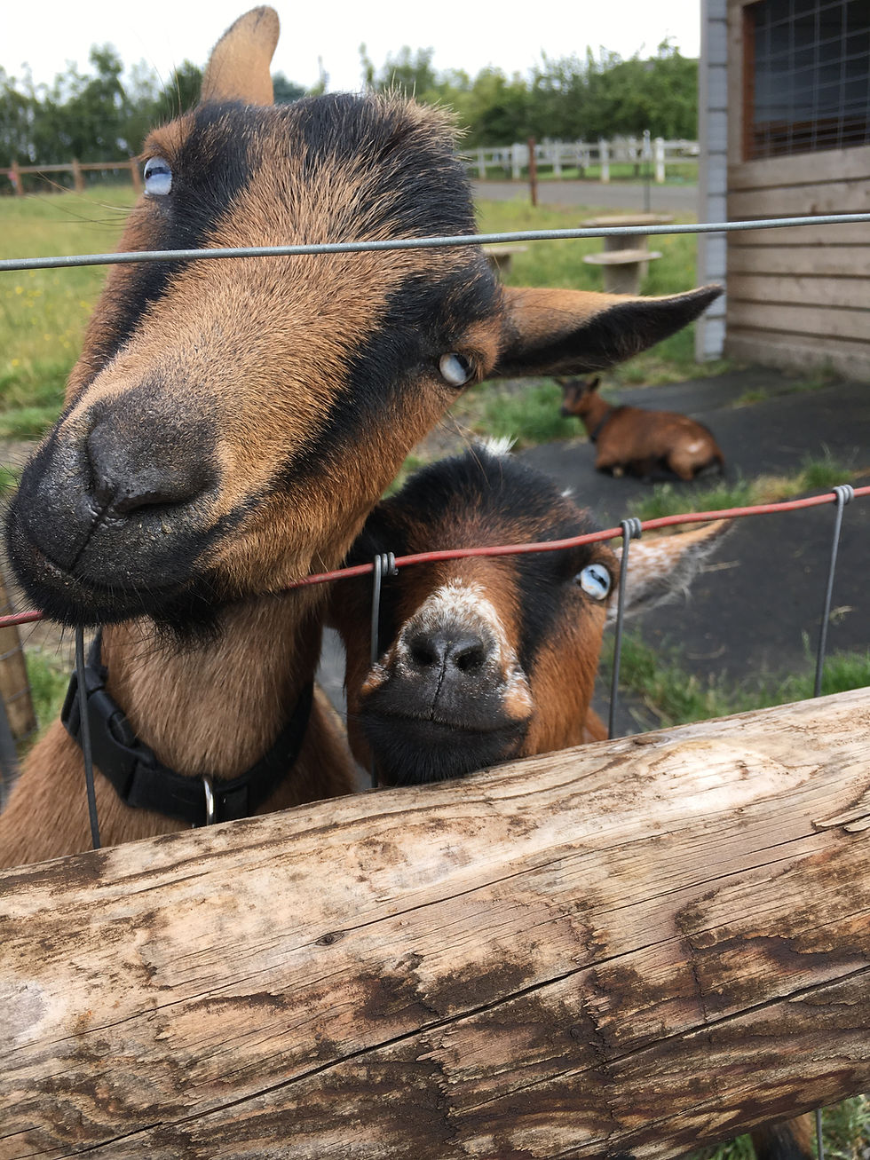 Moose (Chad's goat) & Max