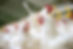 white-chickens-farm (1).jpg