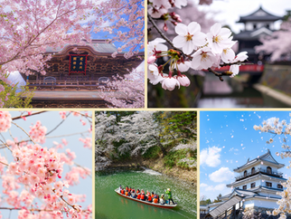 Cherry Blossoms in Japan: Sakura and Meaningful Travel