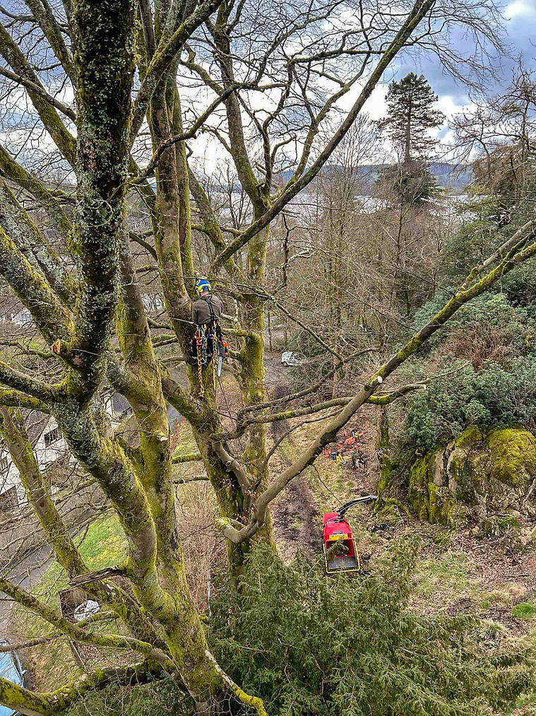 Arborscape Geo Page image Ambleside.jpg