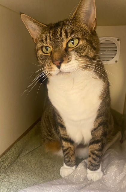 Ty, very scared at first but warmed up with treats and catnip