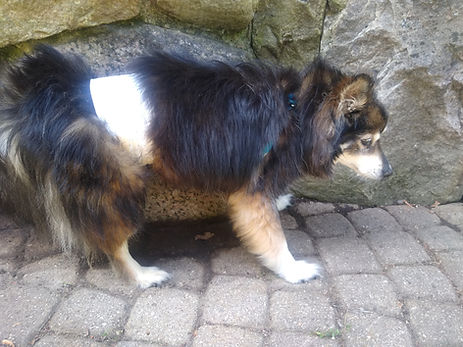 our dog Forest wearing a standard wraparound diaper causes belly sores