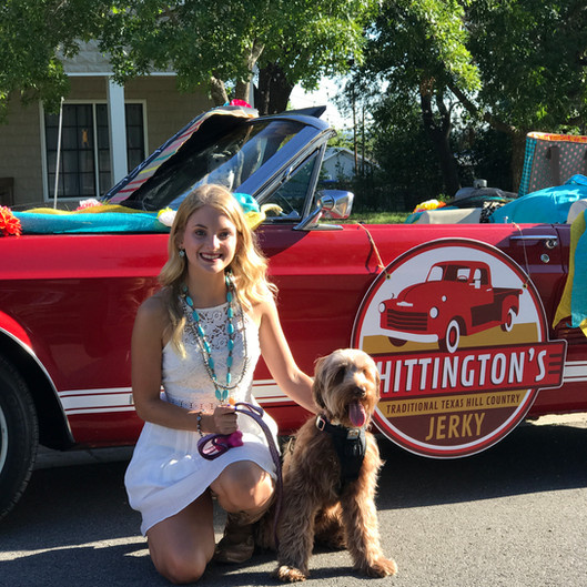 Australian Labradoodle getting ready for 4th of July Parade in Johnson City, Texas